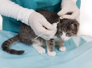 Ушной клещ у кошек:симптомы и лечение