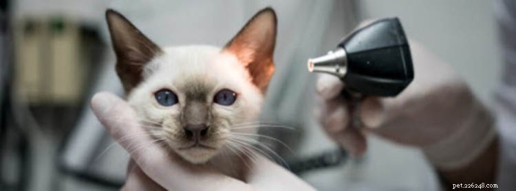 Hörselkvalster hos katter:Symtom och behandling
