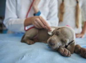 Парвовирус у щенков:все, что вам нужно знать