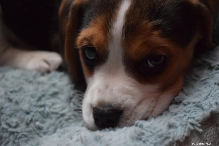 Beagle groei- en gewichtstabel:alles wat u moet weten