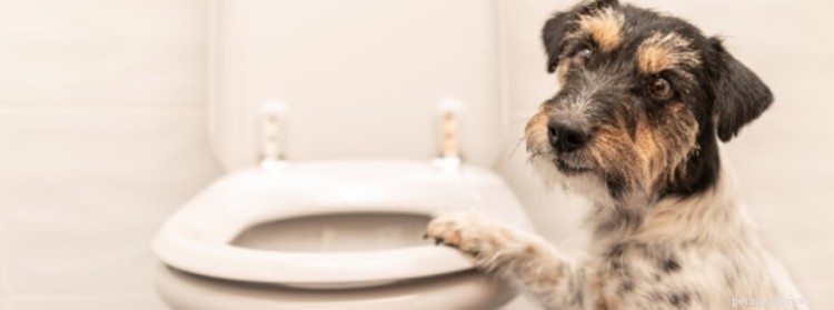 Constipação em cães:causas, sintomas e tratamento