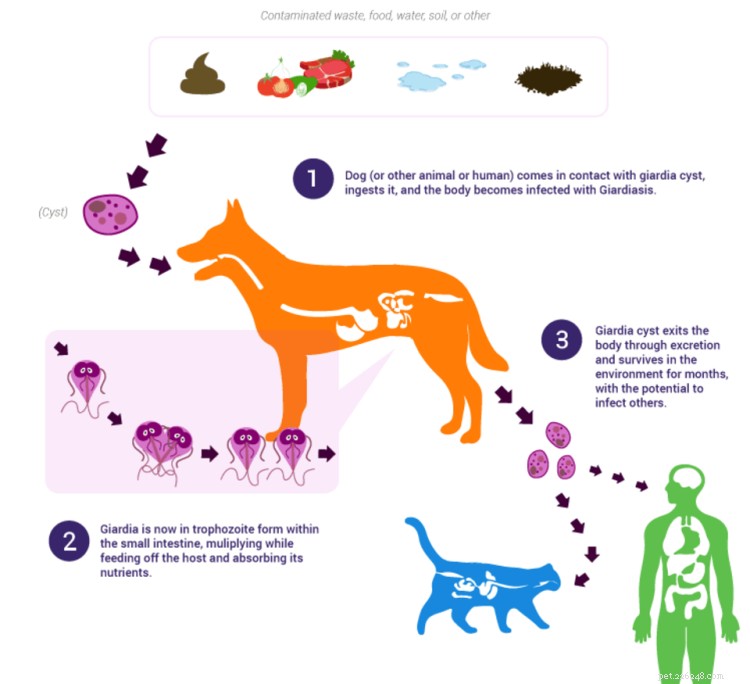 Giardia chez le chien :causes, symptômes et traitement