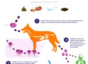 강아지의 Giardia:원인, 증상 및 치료