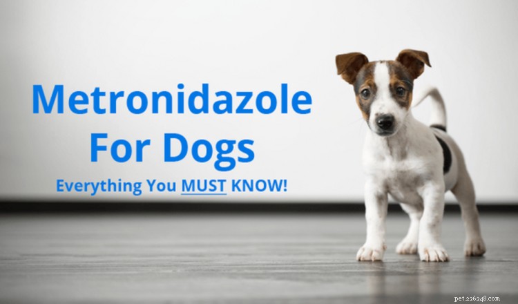 Métronidazole pour chiens :utilisations, posologie et effets secondaires