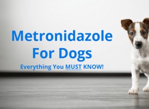 개를 위한 메트로니다졸:용도, 복용량 및 부작용