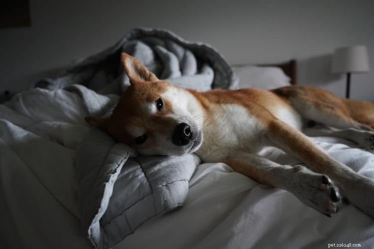 Tableau de croissance et de poids du Shiba Inu :tout ce que vous devez savoir