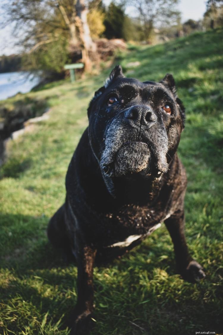 Tableau de croissance et de poids du Cane Corso :tout ce que vous devez savoir