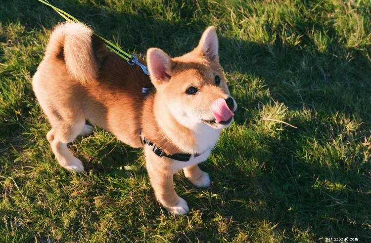 Tableau de croissance et de poids du Shiba Inu :tout ce que vous devez savoir