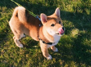 柴犬の成長と体重のグラフ:知っておくべきことすべて