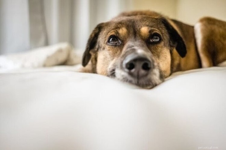 Trazodone per cani:come funziona e quando viene prescritto?