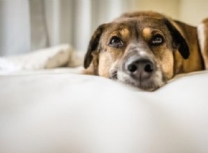 犬用トラゾドン:仕組みと処方時期は?