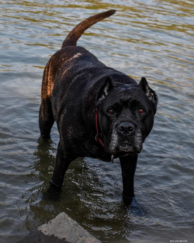 Grafiek voor groei en gewicht van Cane Corso:alles wat u moet weten