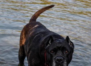 Tabulka růstu a hmotnosti Cane Corso:Vše, co potřebujete vědět