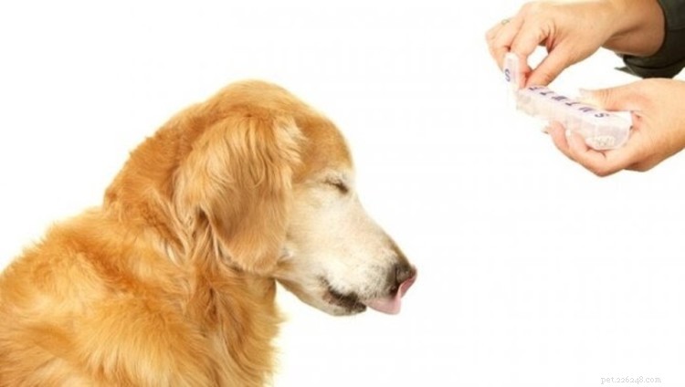 Benadryl för hundar:användningsområden, dosering och biverkningar