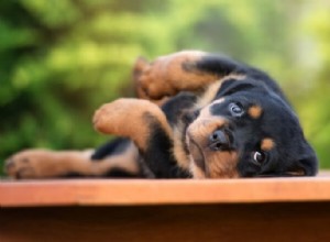 Бенадрил для собак:применение, дозировка и побочные эффекты