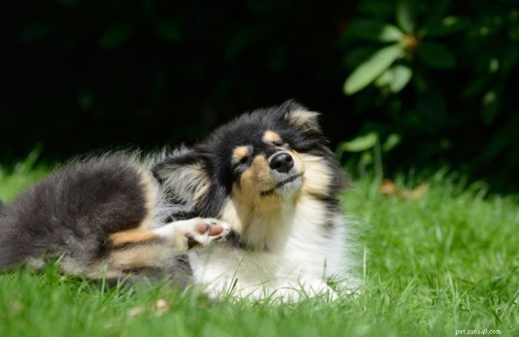 犬のイースト菌感染症:原因、治療、予防