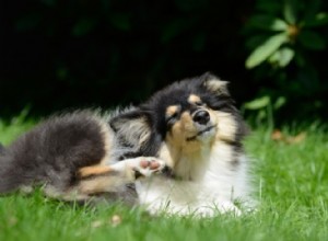 Kvasinkové infekce u psů:příčiny, léčba a prevence