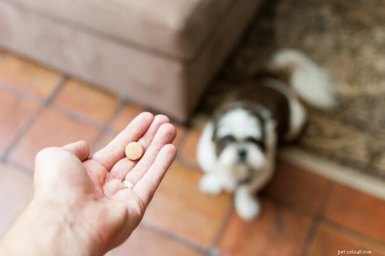 Tramadol för hundar:användningsområden, dosering och biverkningar