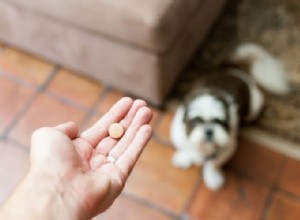 犬用トラマドール:用途、用量、副作用