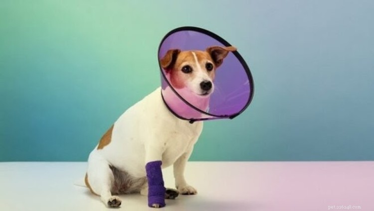 Tramadol per cani:usi, dosaggio ed effetti collaterali