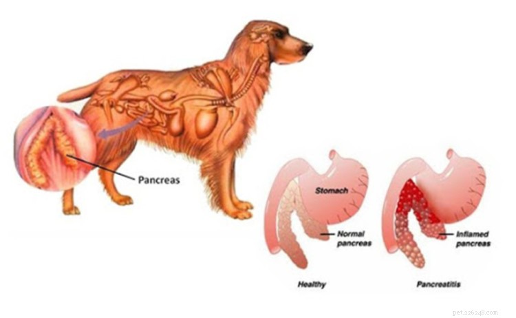 Pancreatitis bij honden:oorzaken, symptomen, behandeling en preventie