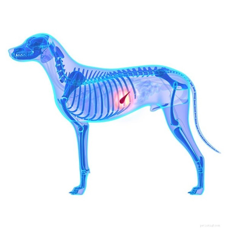 Bukspottkörtelinflammation hos hundar:orsaker, symtom, behandling och förebyggande