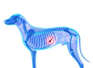犬の膵炎:原因、症状、治療、予防