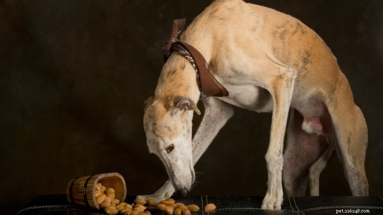 3 вида орехов, которые безопасны для собак