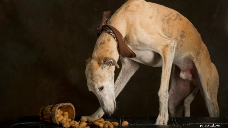 3 tipi di noci che possono essere mangiate dai cani