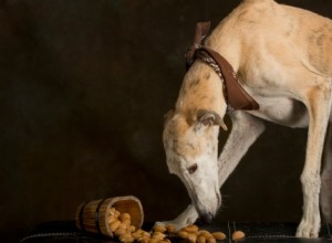 3 typer av nötter som är säkra för hundar att äta