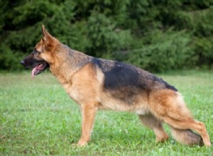 Дисплазия тазобедренного сустава у собак:симптомы, лечение и профилактика