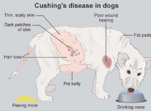 Cushing-sjukdom hos hundar:symtom, behandling och hur man sparar på kostnader