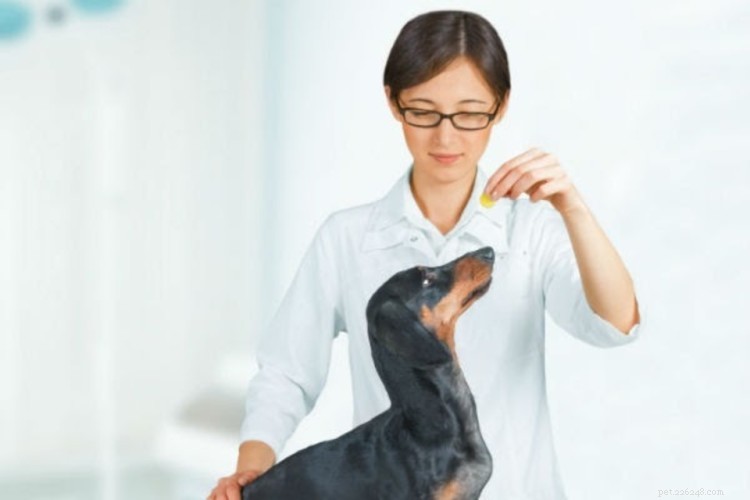 Cushing-sjukdom hos hundar:symtom, behandling och hur man sparar på kostnader