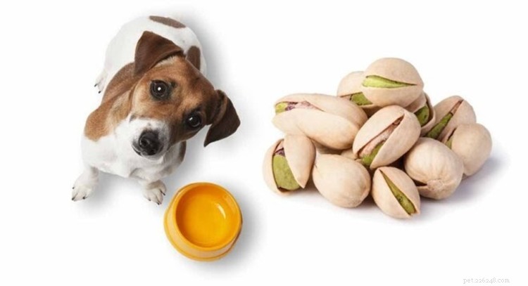 Os cães podem comer pistache? Aqui estão os riscos!