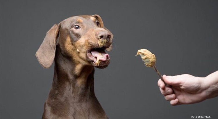 Могут ли собаки есть арахисовое масло? Только если в нем нет ксилита