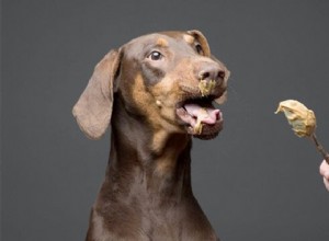 Můžou psi jíst arašídové máslo? Pouze pokud je bez xylitolu