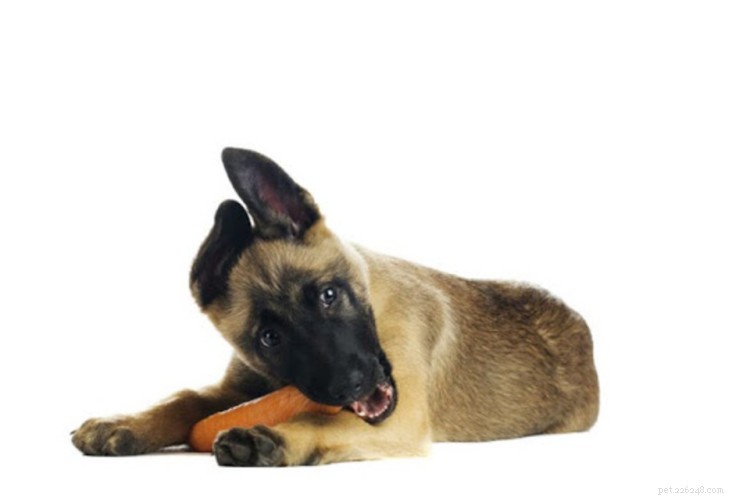 Могут ли собаки есть морковь? Все, что вам нужно знать