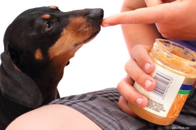 Os cães podem comer manteiga de amendoim? Apenas se for livre de xilitol