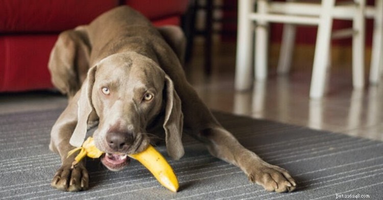 Os cães podem comer bananas:tudo o que você precisa saber