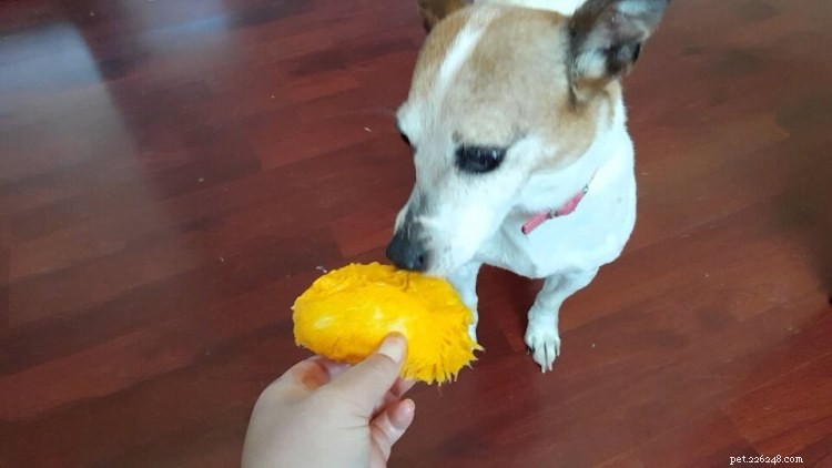 Můžou psi jíst mango? Zde je vše, co potřebujete vědět