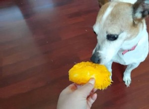 Kunnen honden mango eten? Hier is alles wat u moet weten