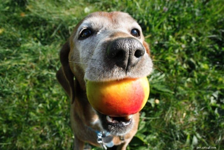 Kan hundar äta mango? Här är allt du behöver veta