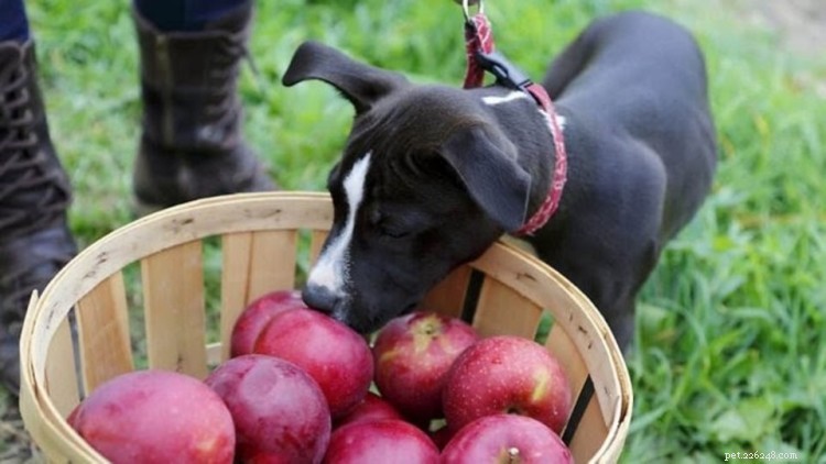 Kan hundar äta äpplen? Här är allt du behöver veta