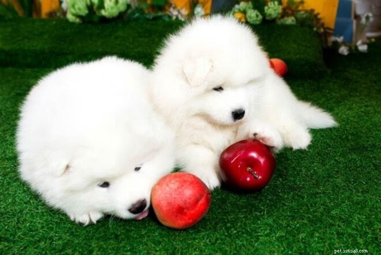 Могут ли собаки есть яблоки? Вот все, что вам нужно знать