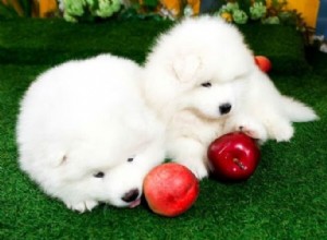 Kunnen honden appels eten? Hier is alles wat u moet weten