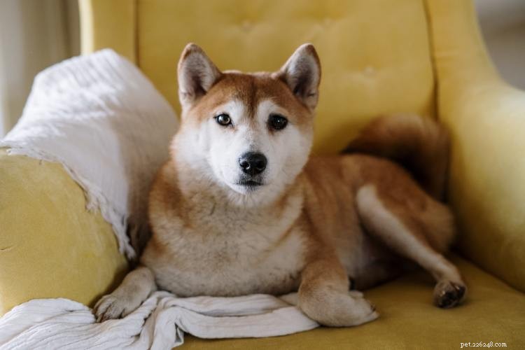 Tabela de crescimento e peso de Akita:tudo o que você precisa saber