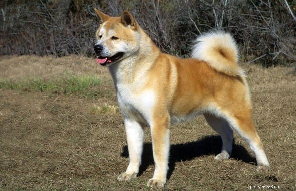 Tabela de crescimento e peso de Akita:tudo o que você precisa saber