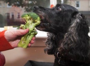 Kan hundar äta broccoli? Här är allt du behöver veta
