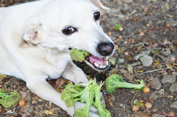 Могут ли собаки есть брокколи? Вот все, что вам нужно знать