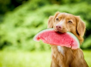 Můžou psi jíst meloun? Zde je vše, co potřebujete vědět